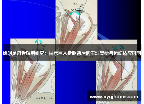 姚明足舟骨解剖研究：揭示巨人身躯背后的生理奥秘与运动适应机制